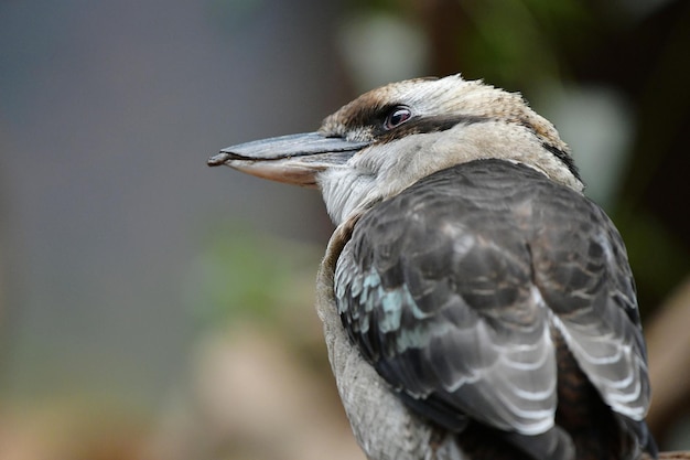 Un gros plan d'un oiseau