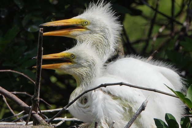 Photo un gros plan d'un oiseau