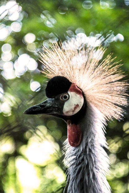 Photo un gros plan d'un oiseau