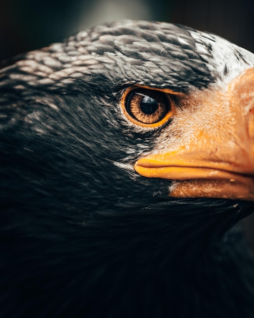 Photo un gros plan de l'oiseau