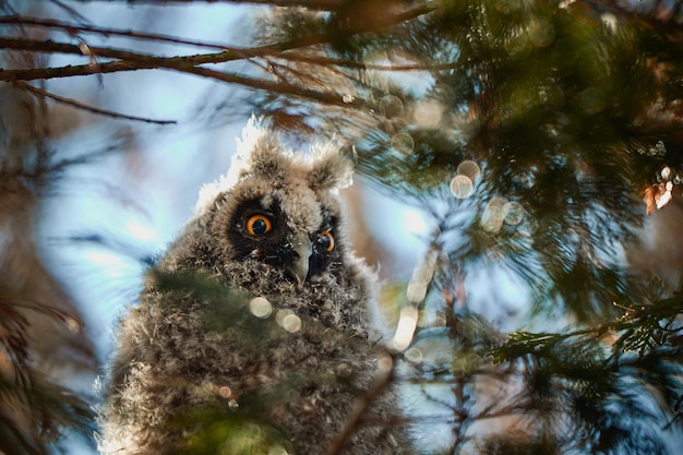 Photo un gros plan d'un oiseau.