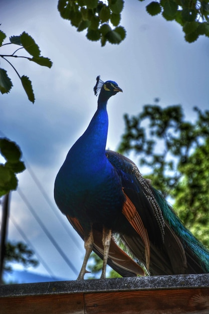 Un gros plan d'oiseaux sur un arbre