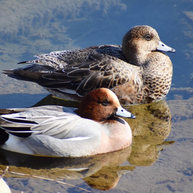 Photo un gros plan des oiseaux dans le lac