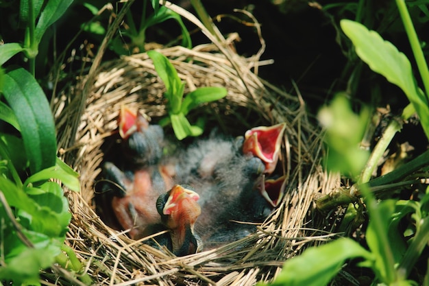 Un gros plan des oiseaux dans le nid