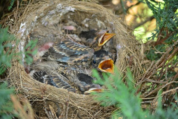 Un gros plan des oiseaux dans le nid