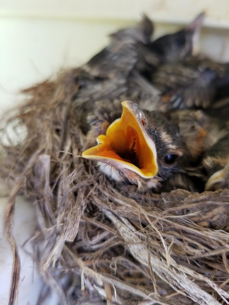 Photo un gros plan des oiseaux dans le nid