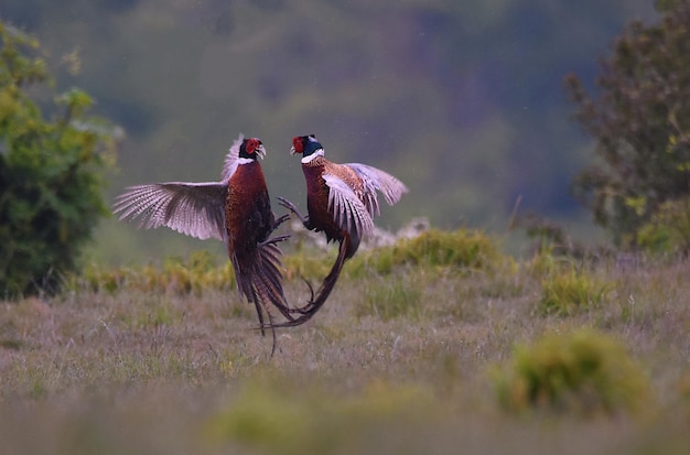 Gros plan d'oiseaux faisan