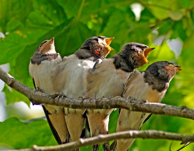 Photo un gros plan d'oiseaux perchés sur un arbre