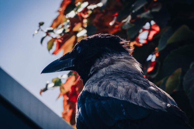 Photo un gros plan d'oiseaux perchés sur une branche