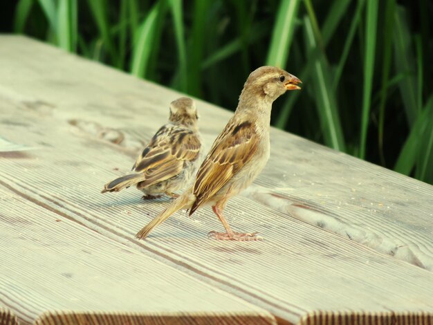 Photo un gros plan d'oiseaux perchés sur du bois