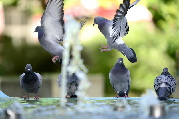 Photo un gros plan d'oiseaux perchés sur l'eau