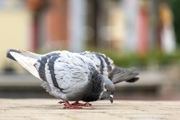 Gros plan d'oiseaux pigeons gris marchant sur une rue de la ville à la recherche de nourriture.