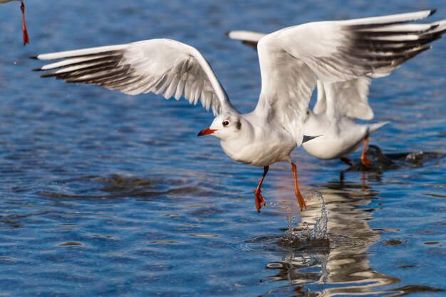 Photo un gros plan des oiseaux volant au-dessus du lac