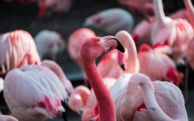 Photo un gros plan des oiseaux