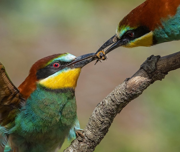 Photo un gros plan des oiseaux