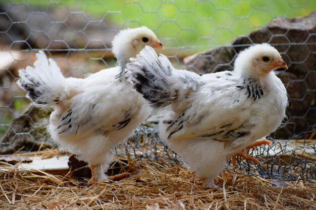 Photo un gros plan des oiseaux