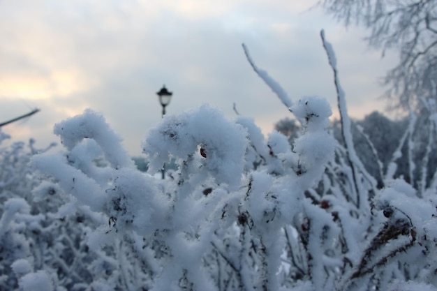 Gros plan de l'ombre de la clôture carrée sur la neige par une journée d'hiver ensoleillée