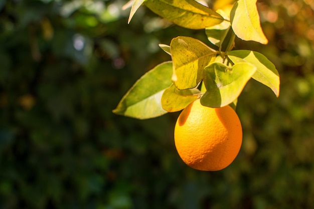 Un gros plan d'une orange accrochée à un arbre