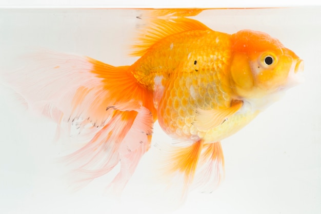 Gros plan, de, orange, oranda, poisson rouge