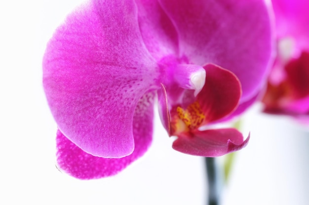 Un gros plan d'orchidée sur un fond blanc