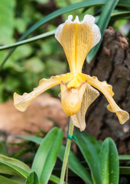 Le gros plan de l&#39;orchidée Paphiopedilum.