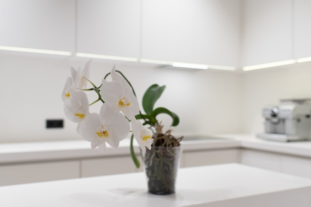 Gros plan d'Orchidée ou phalaenopsis dans une cuisine moderne lumineuse avec des comptoirs blancs