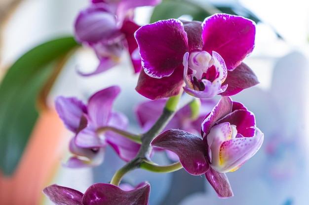 Gros plan d'orchidée pourpre sur une branche d'arrière-plan flou de fleur d'orchidée pourpre