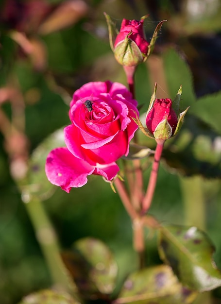 Photo un gros plan de l'orchidée rose