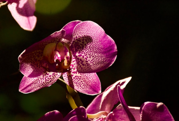 Photo un gros plan de l'orchidée rose