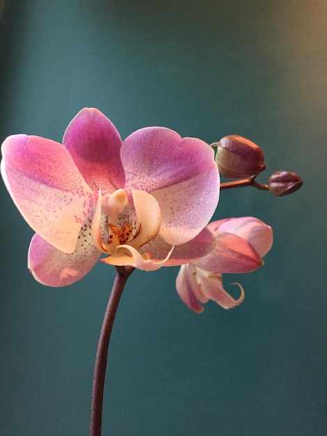 Un gros plan de l'orchidée rose.
