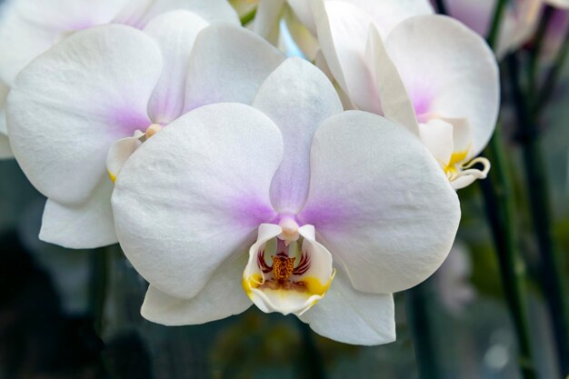 Gros plan d'orchidées phalaenopsis blanches Plantes d'intérieur passe-temps culture de fleurs