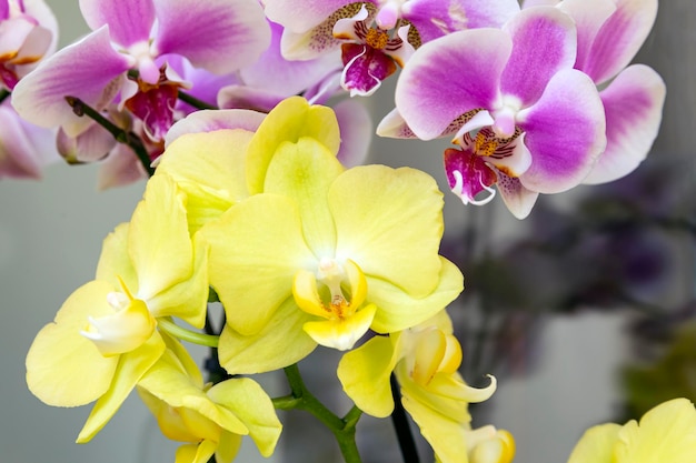 Gros plan d'orchidées phalaenopsis multicolores Plantes d'intérieur passe-temps culture de fleurs