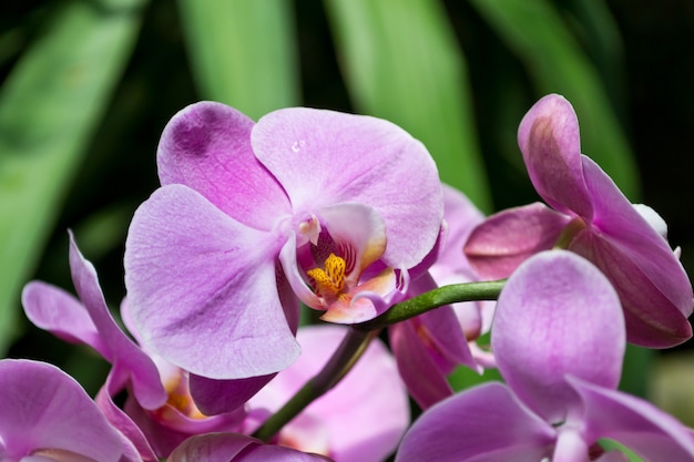 Gros plan d'orchidées roses fraîches