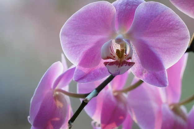 Un gros plan d'orchidées roses qui fleurissent à l'extérieur