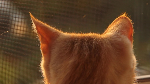 Gros plan d'oreilles de chat au soleil Le chat se prélasse au soleil