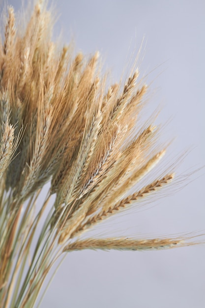 Gros plan des oreilles d'or de blé ou de seigle sur fond gris