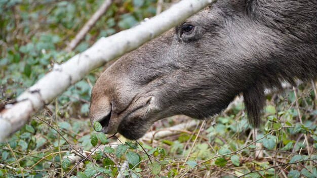 Un gros plan d'un orignal qui mange