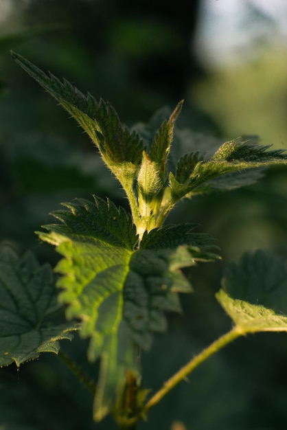 Gros plan d'ortie frais macro au printemps