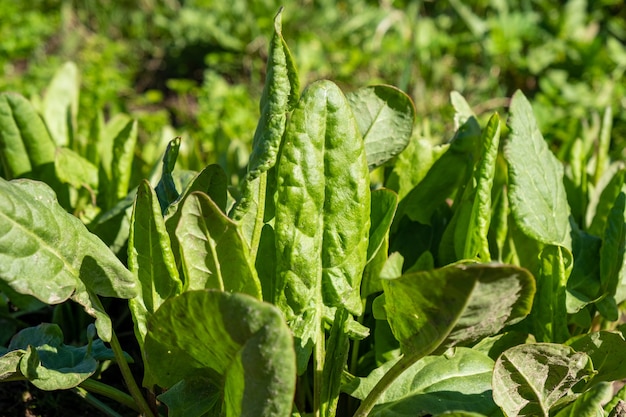 Gros plan d'oseille dans le jardin