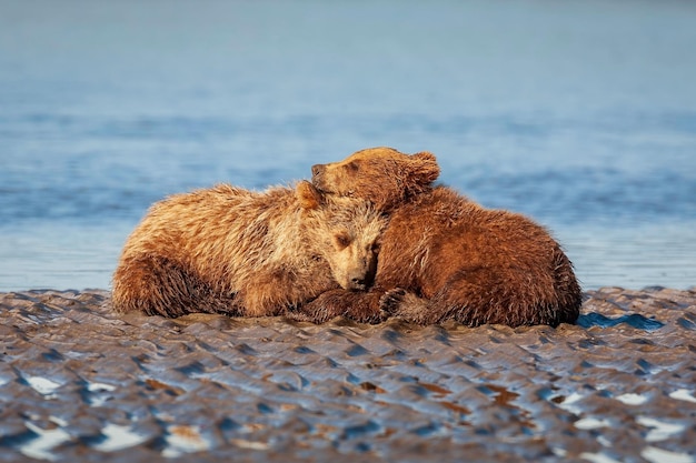 Un gros plan des ours bruns de l'Alaska qui s'embrassent