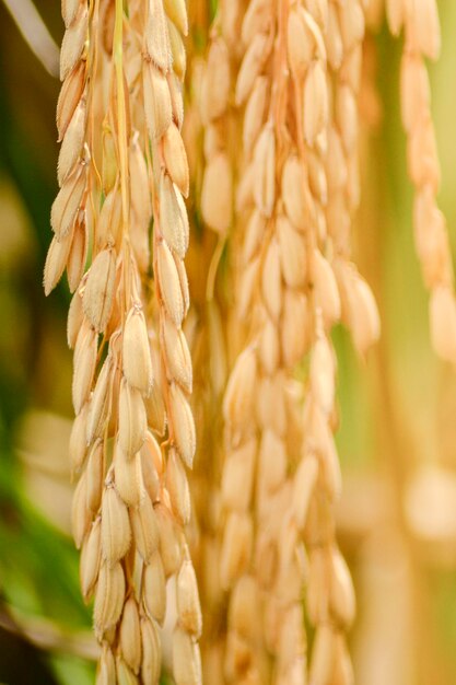 gros plan de paddy dans la ferme