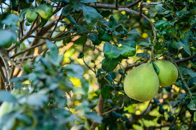 Gros plan de pamplemousse vert poussent sur le pamplemousse dans un fond de jardin récolte d'agrumes en thaïlande.