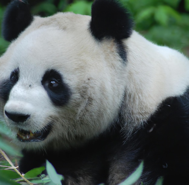 Gros plan sur un panda et un bambou créés à l'aide de la technologie générative ai