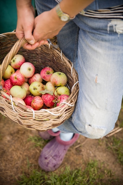 Gros plan d'un panier vintage avec des pommes fraîchement cueillies biologiques dans les mains d'une femme