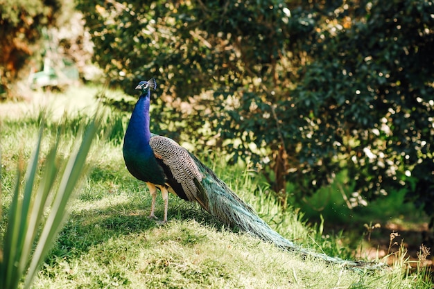 Gros plan d'un paon mâle dans la nature.