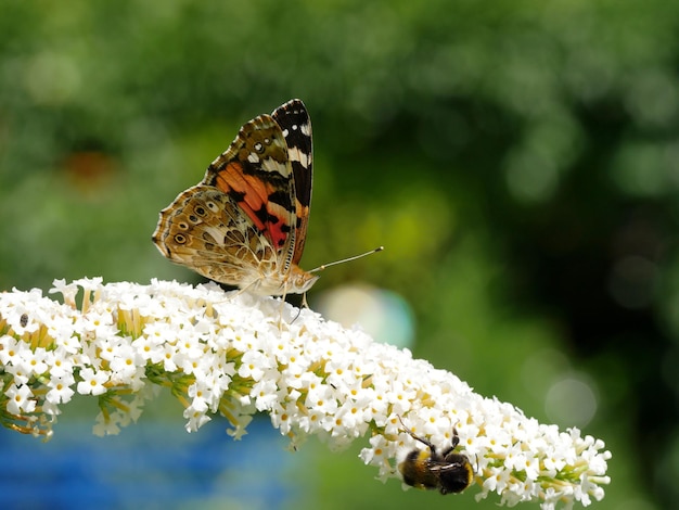 Un gros plan d'un papillon et d'une abeille sur une fleur
