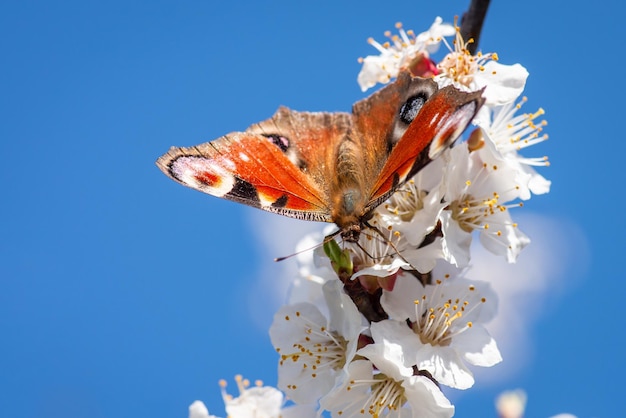 Gros plan d'un papillon sur un abricotier en fleurs