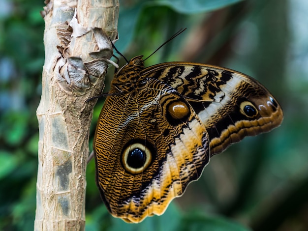 Un gros plan d'un papillon sur un arbre