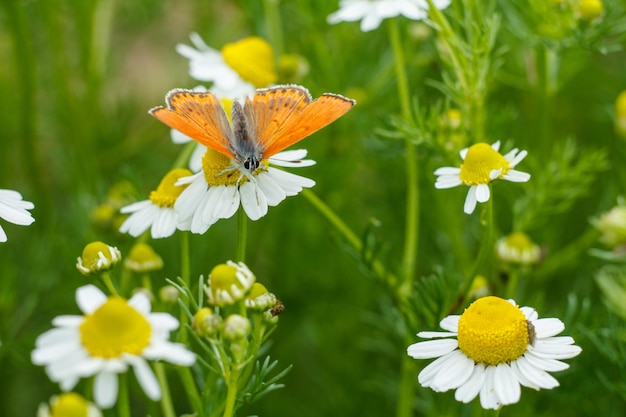 Gros plan papillon assis sur une fleur de camomille