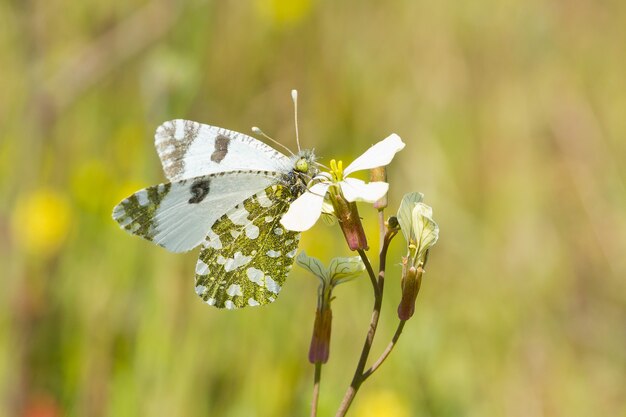 Gros plan d'un papillon assis sur une fleur dans un jardin capturé pendant la journée